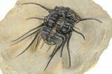 Dicranurus Trilobite - Top Quality Specimen! #267219-5